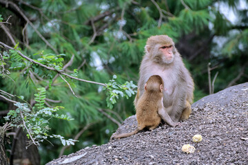 Baby monkey eating milk from mother, Monkey with baby, mother and baby monkeys, A Portrait of cute...