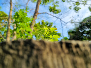 Young green plant sprouting above a wall surface in a sunlit forest clearing with selective focus.
