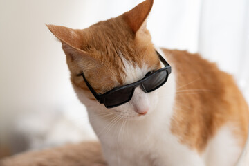サングラスをかけた可愛い猫　茶トラ白	