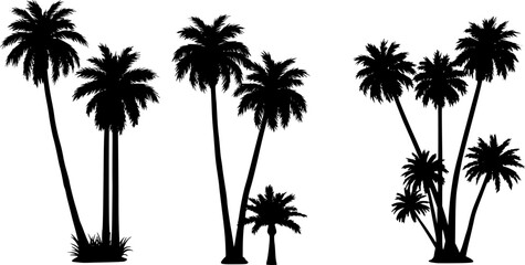 Fototapeta premium black palm tree set on white background, palm silhouette, palm tree design for posters, banners and promotions 