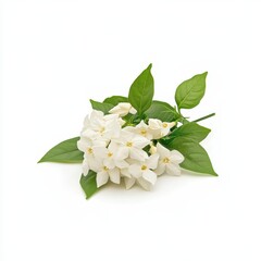 Obraz premium A cluster of small, star-shaped white flowers with vibrant green leaves, isolated on a white background