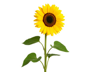 Sunflower with green leaves isolated on transparent background