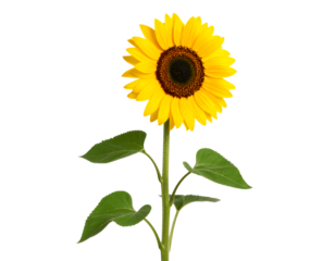 Sunflower with green leaves isolated on transparent background