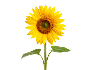Sunflower  with green leaves isolated on transparent background