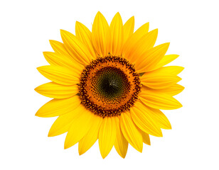 Sunflower isolated on transparent background