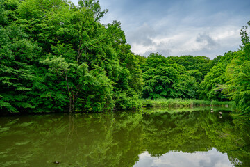 池がある緑のある風景