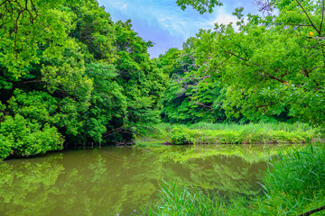 池がある緑のある風景