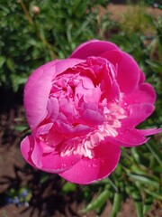 pink peony flower