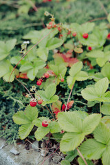 Wild strawberries growing in natural forest ground – macro view of woodland fruit and leaves in summer setting.