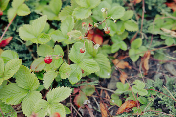 Wild strawberries growing in natural forest ground – macro view of woodland fruit and leaves in summer setting.