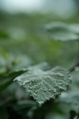 Close-up of a vibrant green leaf covered in shimmering water droplets, with a soft, blurred background.