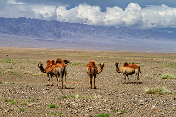 Camels of the Mongolian Gobi Desert