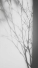 shadows tree branches swaying white wall sunlight peaceful