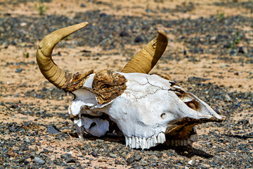 Skull of a death cow in the gobi desert