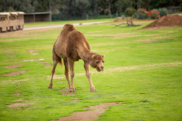 camel in the field