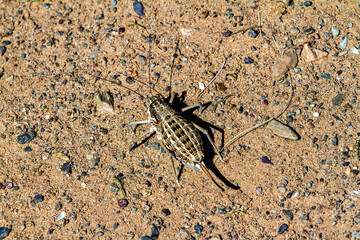 Cricket and Grasshoppers of Mongolia	
