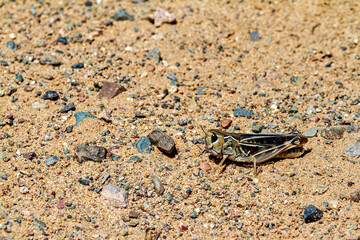 Cricket and Grasshoppers of Mongolia	