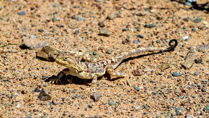 A Toad Headed Agama in the mongolia desert
