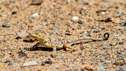 A Toad Headed Agama in the mongolia desert