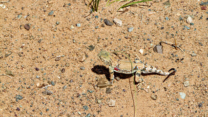 A Toad Headed Agama in the mongolia desert