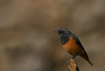 Birds and Animals