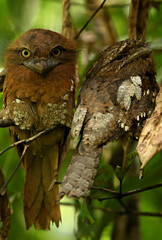 Birds and Animals