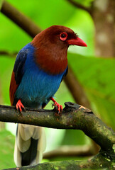Birds and Animals