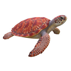 turtle isolated on white background