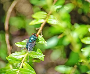 black fly macro perched on plant stem