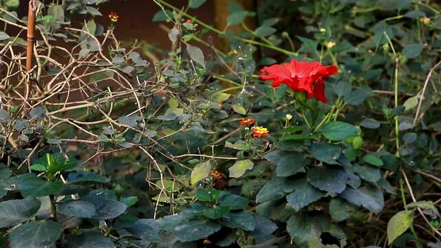 A butterfly sits on a flower in the garden