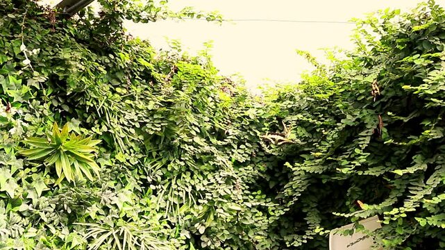 A large goldcrest butterfly lurks among green vegetation