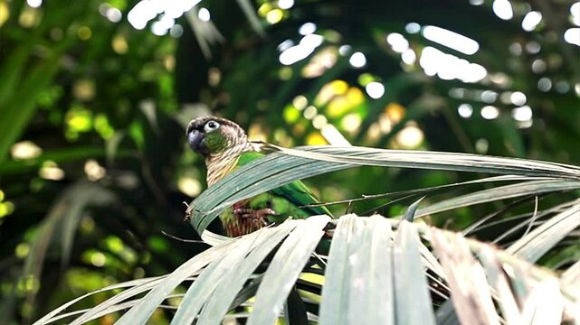 A parrot sits on a palm tree and flirts