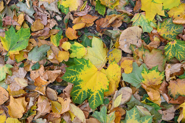 Colorful Autumn Leaves on the Forest Floor flat lay