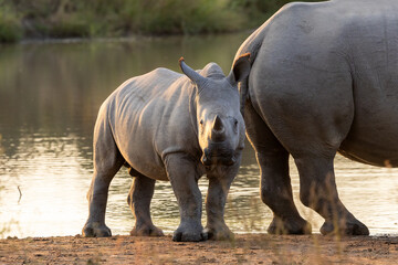 Obraz premium White rhino cow and calf in golden light