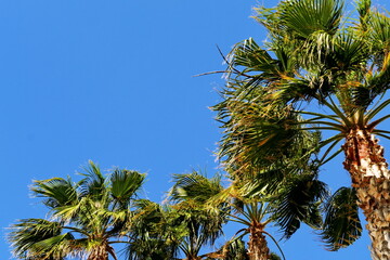 Palmiers et ciel bleu.