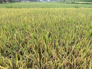 green wheat field
