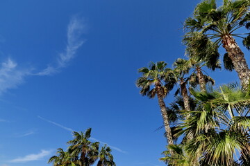Palmiers et ciel bleu.