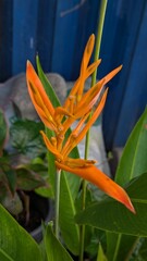Obraz premium Vibrant Close-Up of Exotic Orange Bird of Paradise Flower Blossom