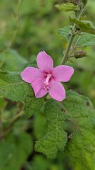 Close-up Soft Pink Flower with Green Leaves in Natural Habitat