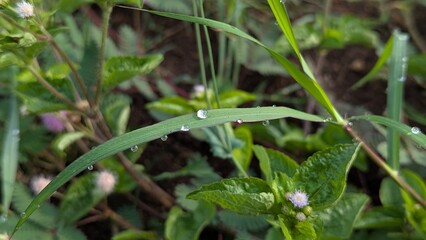 Fototapeta premium Close-up Fresh Grass Blade with Water Droplets Nature Photography