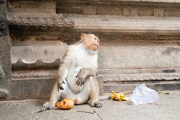 Barbary macaque ape, rhesus monkey infested with worms from fly, parasitic infections, malaria...