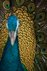 Beautiful peacock portrait with feathers out. Close-up.