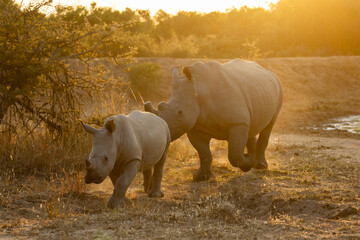 White rhino cow and calf in golden light