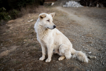 Beautiful can calm puppy lost in a small village during the hiking in great Himalaya mountains in Nepal.
