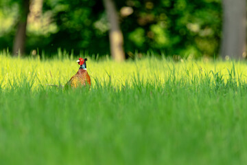 Aufmerksam schaut ein Farbenprächtiger Fasan, der in einer grünen Wiese sitzt drein