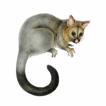 Common brushtail possum hand drawn vintage style illustration isolated on white background. Trichosurus vulpecula Australian wildlife marsupial nocturnal mammal side view