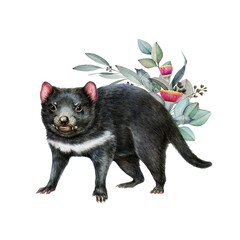Tasmanian devil with eucalyptus leaf decor. Watercolor illustration on white background. Tasmanian devil with gum tree leaf decoration. Sarcophilus harrisii Australia native wildlife mammal isolated