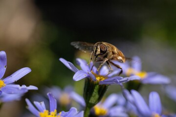 A close-up image of a bee collecting pollen from a vibrant purple flower in full bloom, captured in natural daylight.