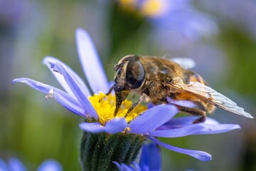 A close-up image of a bee collecting pollen from a vibrant purple flower in full bloom, captured in natural daylight.