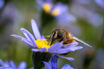A close-up image of a bee collecting pollen from a vibrant purple flower in full bloom, captured in natural daylight.